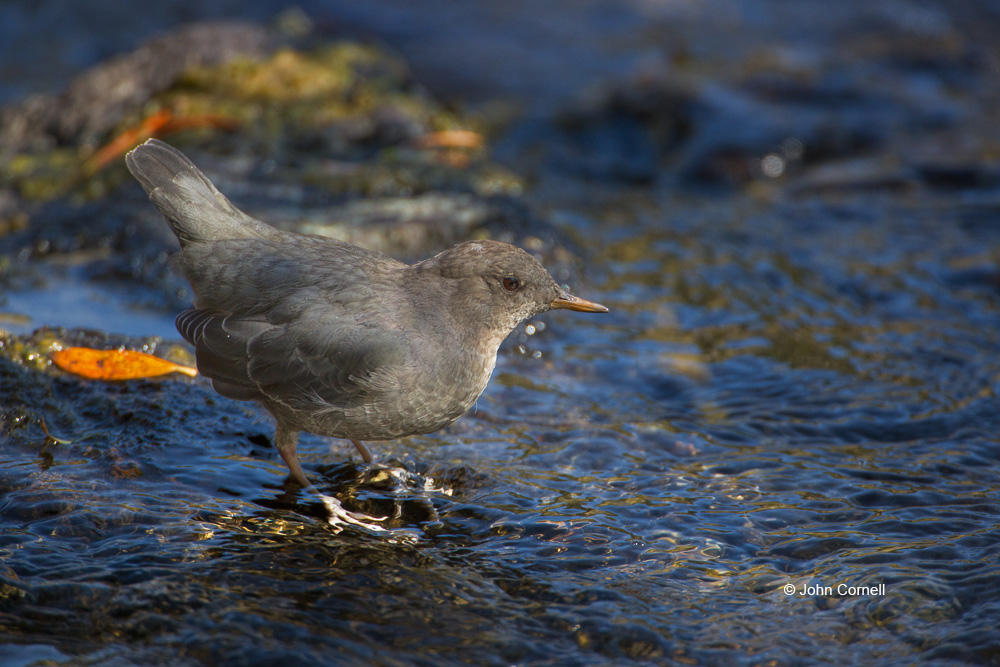 American Dipper;Cinclus mexicanus;Dipper;One;Yellowstone National Park;Yellowstone River;avifauna;bird;birds;color image;color photograph;feather;feathered;feathers;natural;nature;outdoor;outdoors;wild;wilderness;wildlife